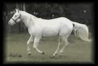 c31974b82d_48233371_o2.gif